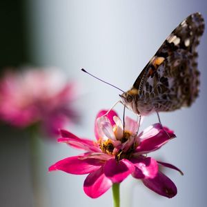 Meet your Posher, Monika